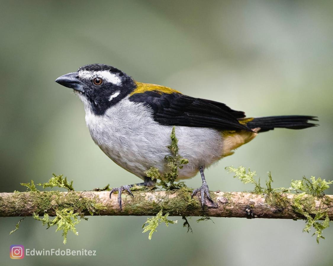 Bosque De Niebla Birding & Nature Cali Exterior photo